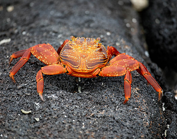 05A8381 Sally lightfoot crab top view Santiago E