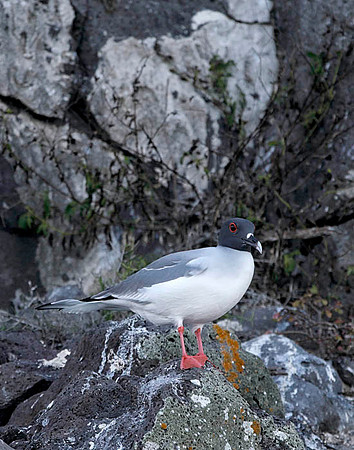 E2A1660 Swallow-tailed gull standing on rock N Plaza