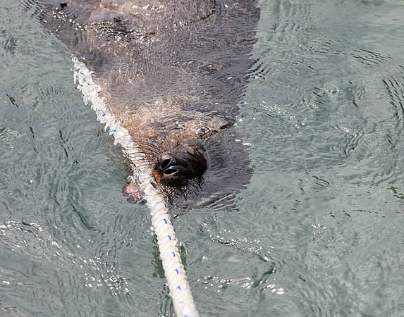 05A9608 Sea lion playing with rope Floreana