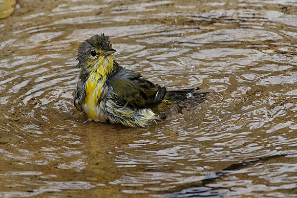 05A9805 Yellow warbler bathing Santa Cruz