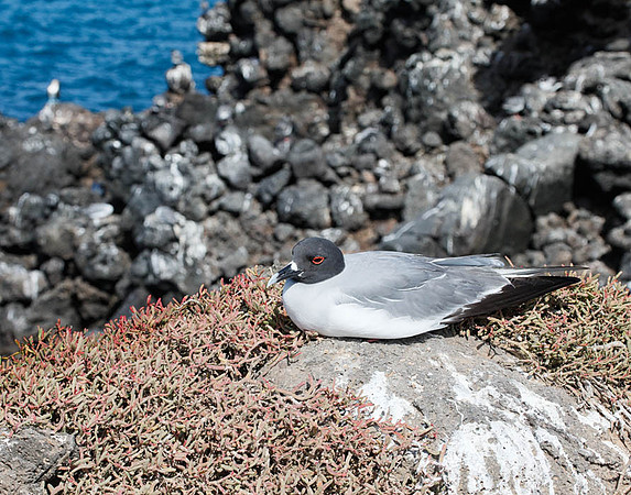 E2A2113 Swallow-tailed gull Santa Cruz E