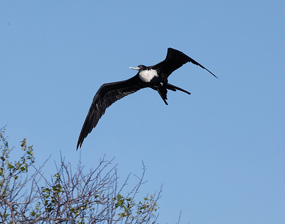 E2A1293 Great frigatebird, female in flight San Cristobal