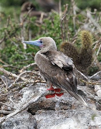 05A8649 Red-footed booby Genovesa