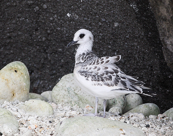 E2A3845 Swallow-tailed gull juvenile Genovesa