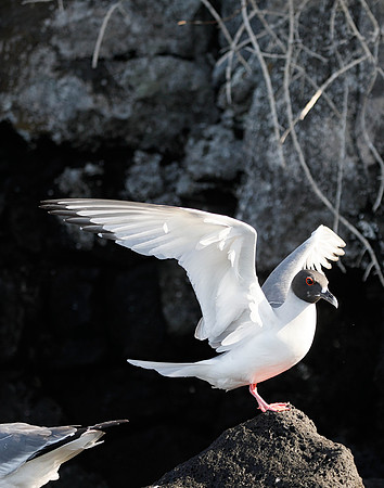 E2A1724 Swallow-tailed gull on rock flapping North Plaza