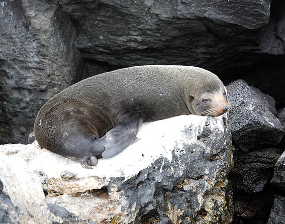 05A8838 Sea lion on rock Genovesa