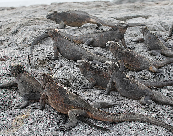 05A8451 A group of marine iguanas Santiago SE