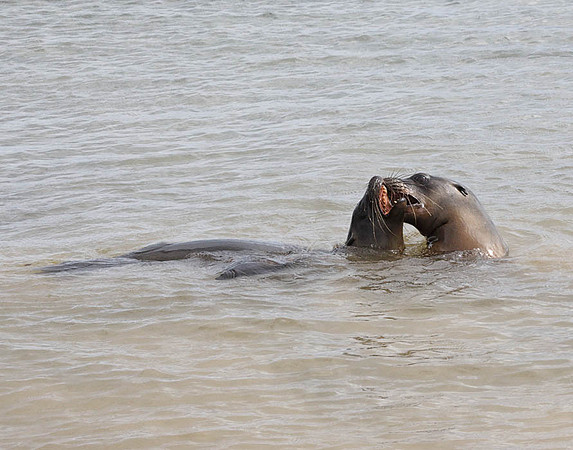 05A9378 Two sea lions in water Floreana