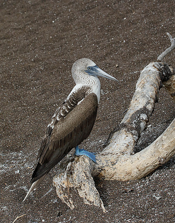 05A9685 Blue-footed Booby on snag Floreana