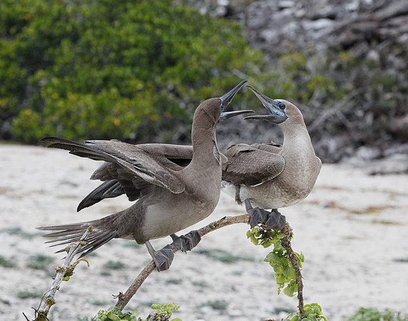 E2A3754 Two Blue-footed booby juveniles on a bowed branch squabbling Genovesa