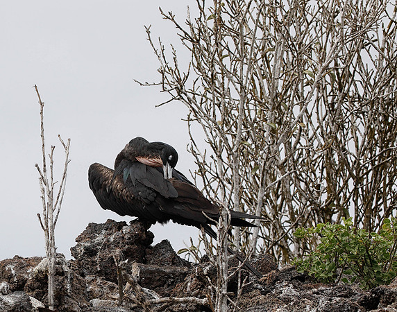 E2A4403 Great frigatebird preening Genovesa
