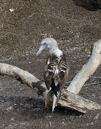 05A9657 Blue-footed Booby on snag Floreana