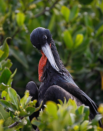 E2A4357 Great frigatebird, male preening Genovesa