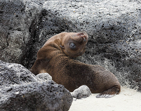 E2A2942 Sea lion pup stretching Santiago E