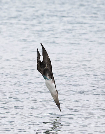 05A9467 Blue-footed booby dives for food Floreana