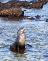 05A8103 Sea Lion sunning Mosquera