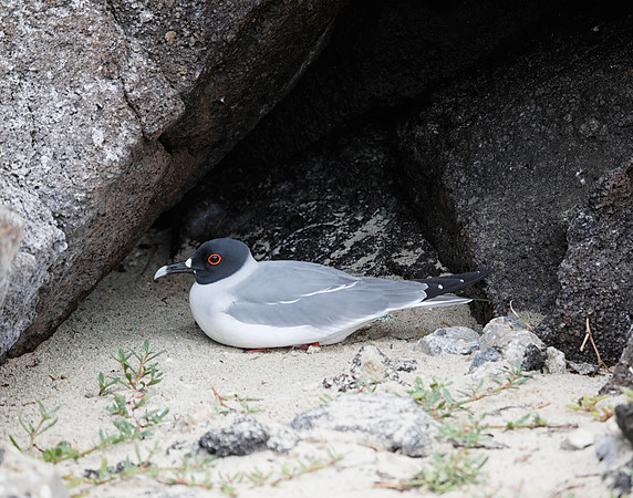 05A8616 Swallow-tailed gull with eyes open resting in rock niche Genovesa
