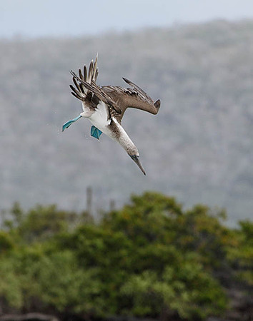 05A9522 Blue-footed booby diving Floreana