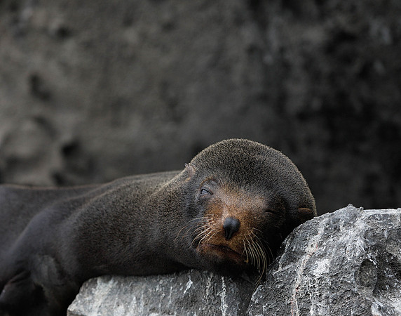 E2A4517 Sea lion at rest Genovesa