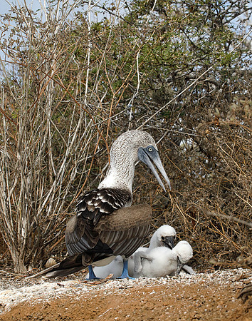 05A9680 Blue-footed Booby with three chicks Floreana