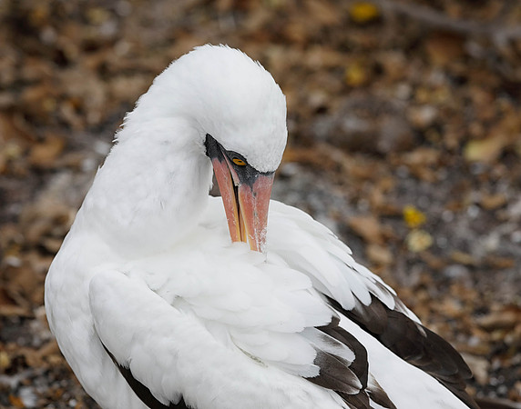 E2A4747 Nazca booby preening partial Genovesa