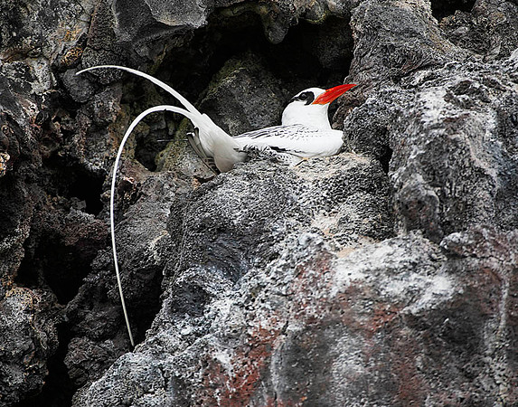 E2A4538 Red-billed tropicbird Genovesa