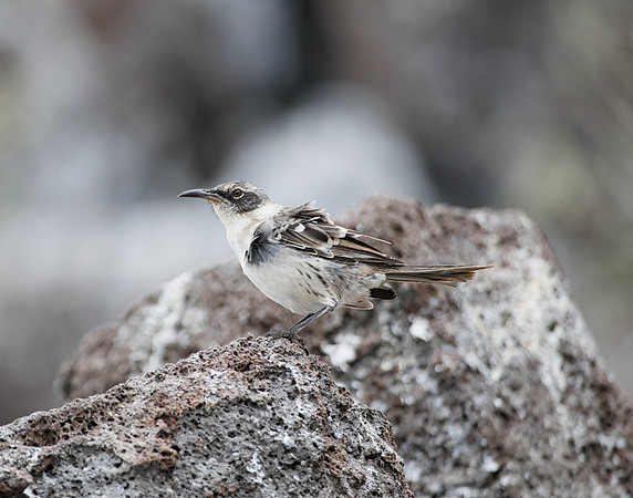 05A8613 Galapagos Mockingbird Genovesa