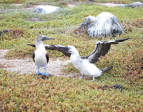 05A9059 Blue-footed booby chick begging N Seymour