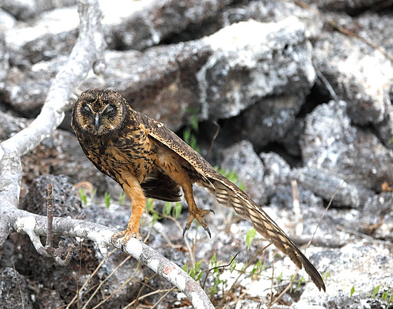 E2A4662 Short-eared Owl Genovesa