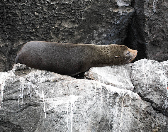 05A8809 Sea lion on rock Genovesa
