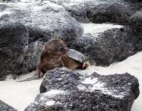 05A8329 Sea lion pup Santiago