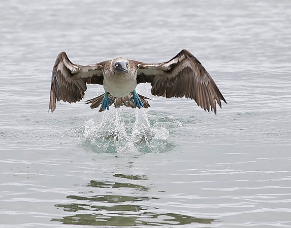 05A9497 Blue-footed booby taking flight Floreana