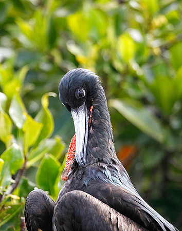 05A8744 Great frigatebird, male preening Genovesa