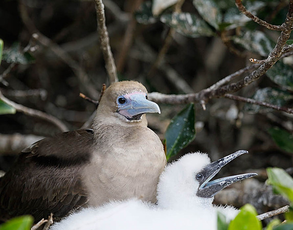 05A8709 Red-footed booby with chick Genovesa