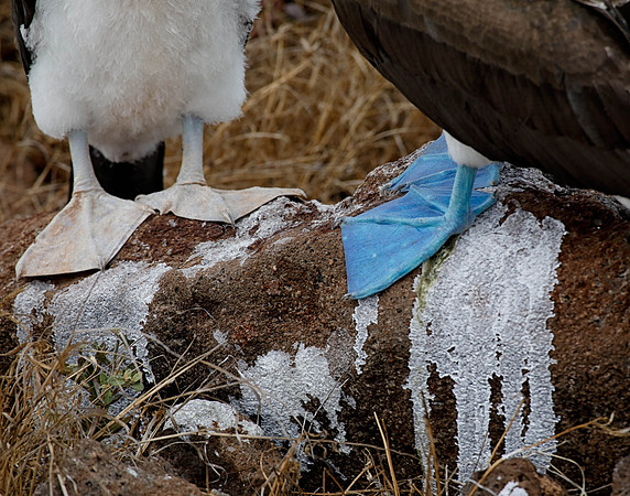 05A9131 Blue-footed booby feet mature and immature N Seymour