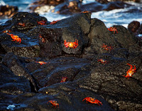 05A8240 Sally lightfoot crabs on volcanic rock Mosquera