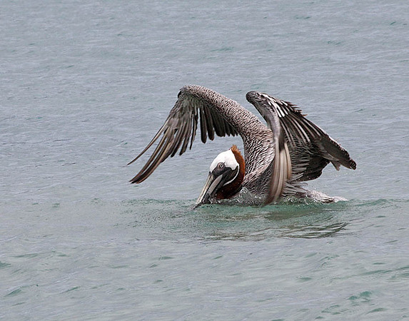 05A9427 Brown Pelican Floreana