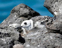 05A8050 Swallow-tailed gull juvenile S Cruz