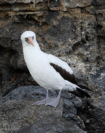 05A8692 Nazca booby Genovesa