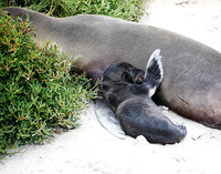 05A8377 Sea lion pup nursing Santiago E