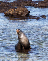 05A8105 Sea lion sunning Mosquera