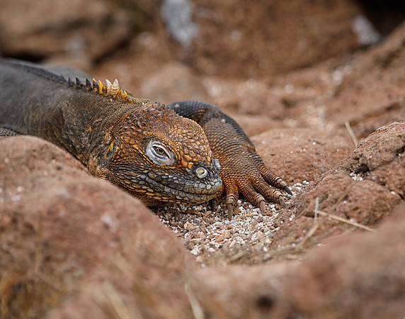 05A8946 Land iguana, partial behind rock N Seymour