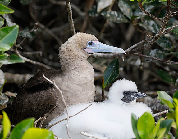 05A8712 Red-footed booby with chick Genovesa