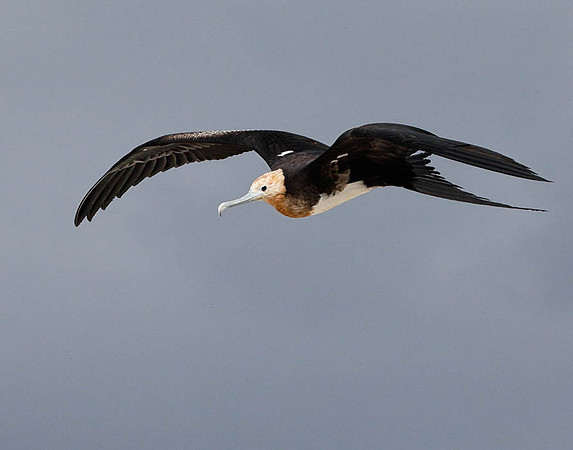 05A8665 Great frigatebird in flight Genovesa