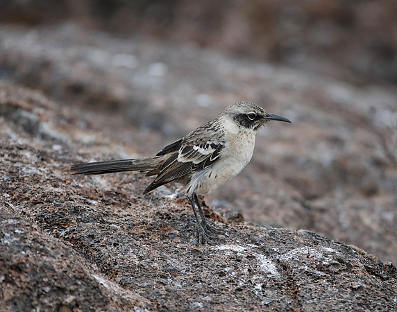 E2A4783 Galapagos Mockingbird Genovesa