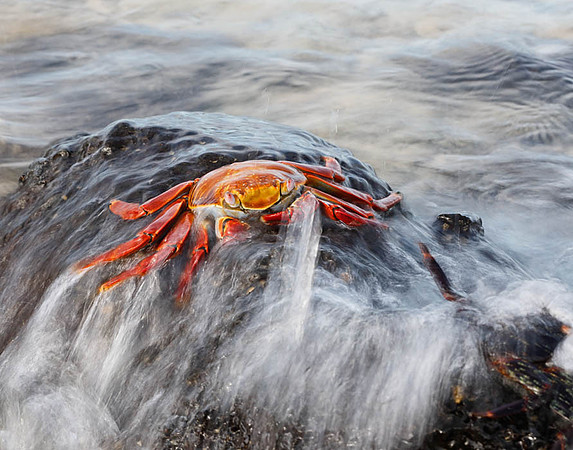 05A9712 Sally lightfoot crab on lava rock Floreana