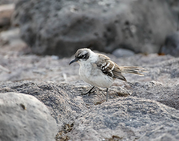 05A9218 Galapagos Mockingbird Santa Fe