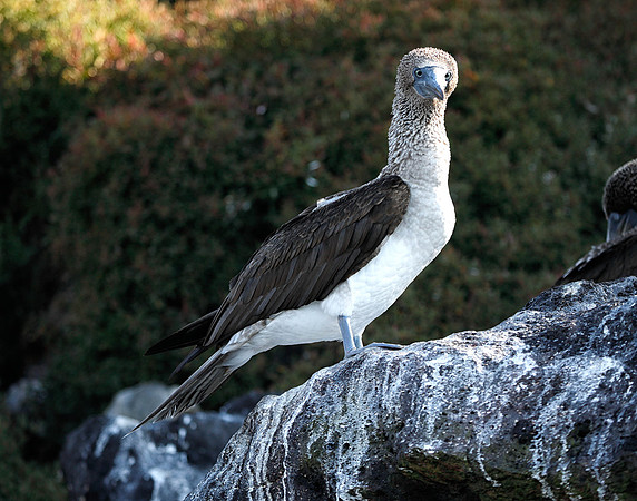 E2A1630 Blue-footed booby on guano stained rock Santa Cruz