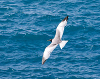 05A8031 Swallow-tailed gull in flight S Cruz