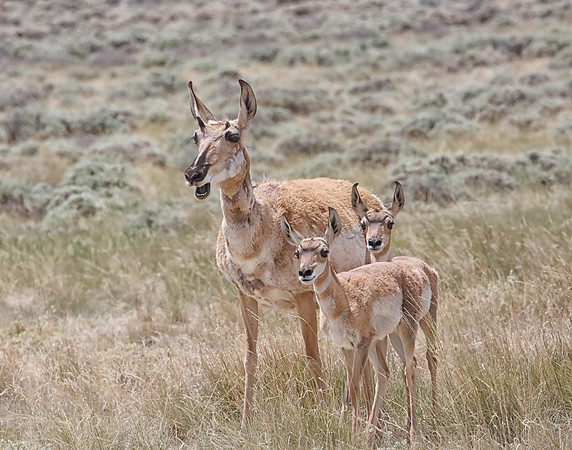 X7A8173 Pronghorn doe with two fawns, The Red Desert, WY
